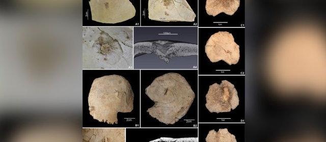 人間は『外』の人間を嫌う？7000年前の人骨から判明
