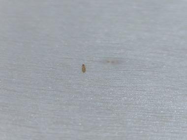 【急募】布団にこの虫が大量に湧いた。駆除方法教えて【助けて】