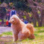 【悲報】犬の散歩めんどくさすぎんか