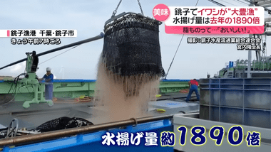 【朗報】今年はイワシが超大豊漁ｗｗｗ前年同月比1890倍ｗｗｗ