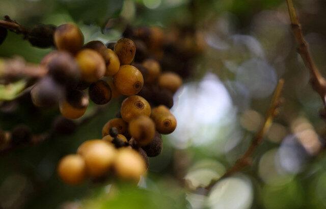アラビカ種コーヒー豆、米関税で価格高騰＝ブラジル業界団体