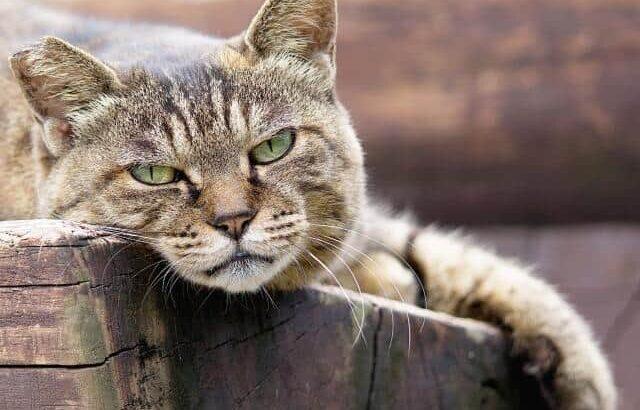 「飼い猫の入手先」譲渡やペットショップを圧倒したのは？　「雑種」が多いのも理由の可能性