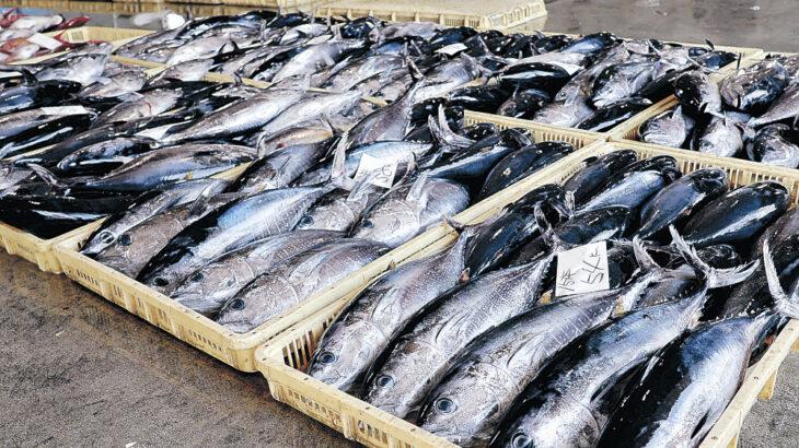 【石川】大漁マグロ困った　県内漁獲量、上限迫り水揚げ自粛　「海のダイヤ」が厄介者に　漁具壊れる被害も