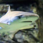 面接官「斬新なサメ映画のアイディアを出してください」 ワイ「サメが空を飛ぶのはどうでしょう？」
