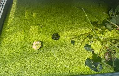 【趣味】ぼくのメダカ池、浮き草に完全侵食されて滅びる