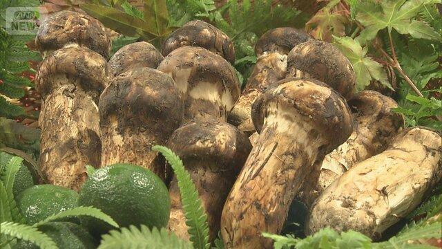 【松茸】マツタケ今後の雨で豊作も　猛暑でまだ採れず　菌糸繁殖か環境整う　クマには注意