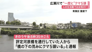 仙台市青葉区の広瀬川の河川敷､一度にクマ5頭 JR仙台駅から約3キロ