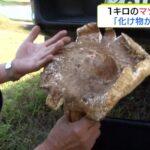 【おおすごい】「“化け物”だと思った」直径30cm・重さ1kg超の『超巨大マツタケ』発見!
