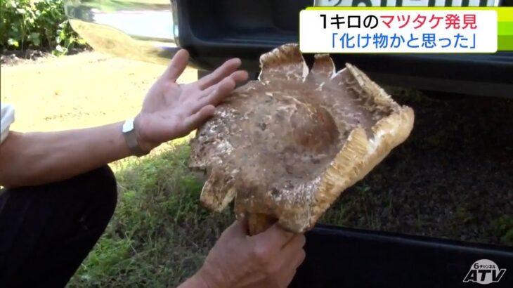 【おおすごい】「“化け物”だと思った」直径30cm・重さ1kg超の『超巨大マツタケ』発見!