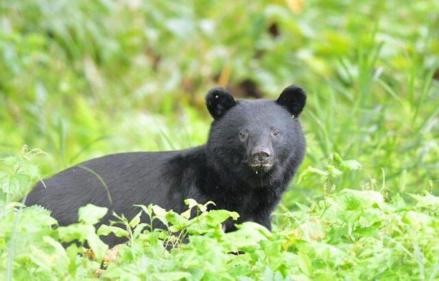 【痛恨の一撃】「クマ外傷」9割が顔面に傷　失血死や窒息死のリスクも、秋田大調査