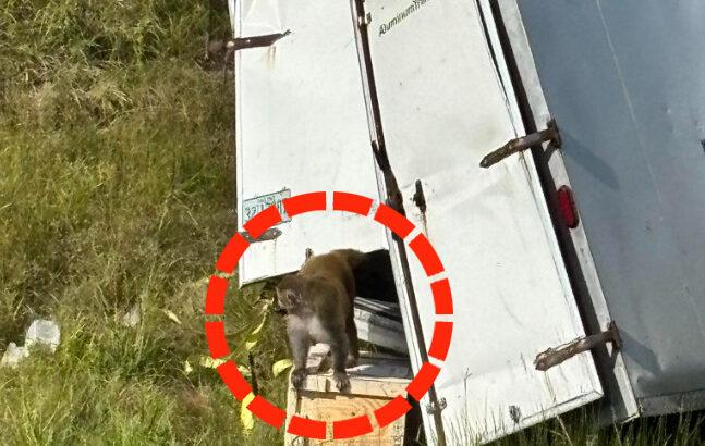 【不穏】アメリカで複数のウイルスに感染している実験用サルが脱走 20頭が射殺され1頭が逃走中