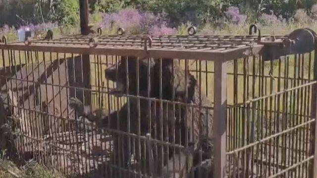 積丹町議会副議長がクマ駆除の現場で安全退避を求めたハンターに暴言「予算減らすからな。辞めさせてやる」本人は発言を一部否定