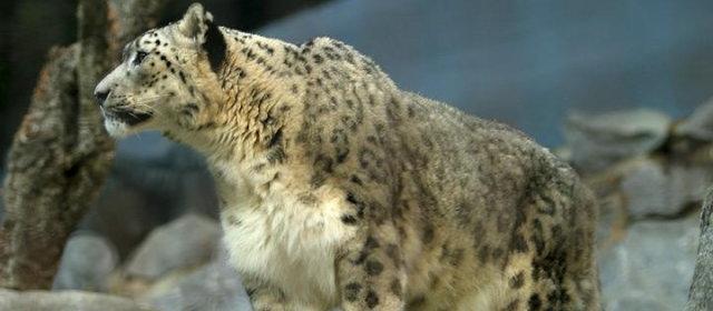 岩肌に溶け込むユキヒョウの擬態能力