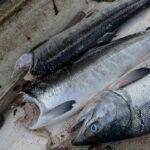【北海道】「ほぼ全滅です」旬のサケ漁に異変…頭部のない個体続々　被害1000万円…途方に暮れる漁師たち　🦭