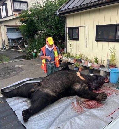 【画像】秋田県大館市川口で射殺されたクマさん､でかすぎる