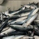 【魚】庶民の魚だったサバの高騰が止まらない納得理由