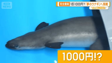 【朗報】ウナギの完全養殖､研究者｢3年以内に1匹1000円以下目標｣ 新型水槽開発で従来の10倍の赤ちゃんウナギの飼育が可能に