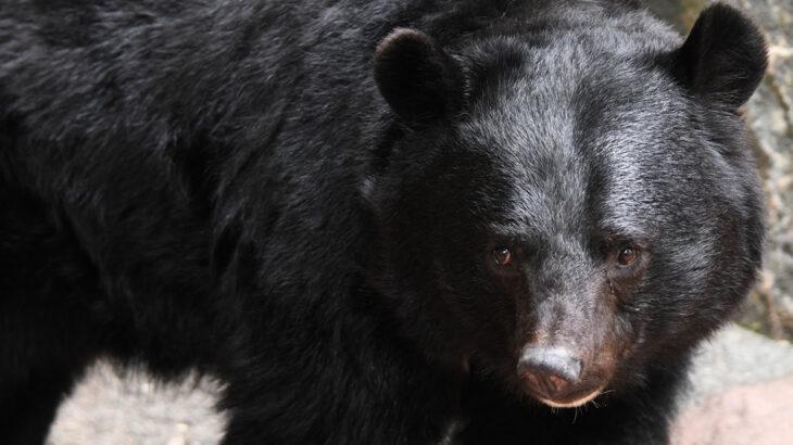 【クマ】そもそも自衛隊の「89式5・56mm小銃」でクマを駆除するのは至難のワザ…専門家は「アメリカ軍の特殊部隊が3人1組で立ち向かってもクマには勝てない」と断言