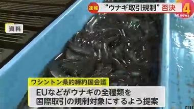 ワシントン条約締約国会議､ウナギ規制強化は否決 12月5日の本会議で可決される可能性残る