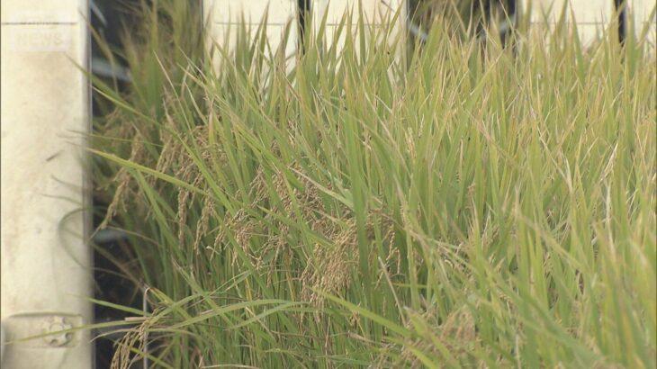 【消費】だぶつく新米…倉庫に山盛り「注文が極端に鈍い」卸業者不安　在庫をなすり合い