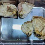 【🍄】採取したキノコを撮影してAI判定　AIは“食べられる”と回答も…実際は「毒キノコ」　70代男性が入院