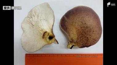 シイタケと間違えて毒キノコ｢ツキヨタケ｣を食べた1歳～71歳の11人が食中毒