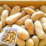 【画像】ポテトチップを作るで！！😂😂😂