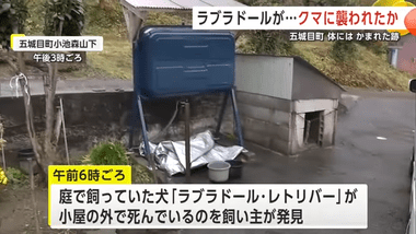 外で飼っていたラブラドール･レトリバー､クマに襲われて死ぬ 秋田･五城目町