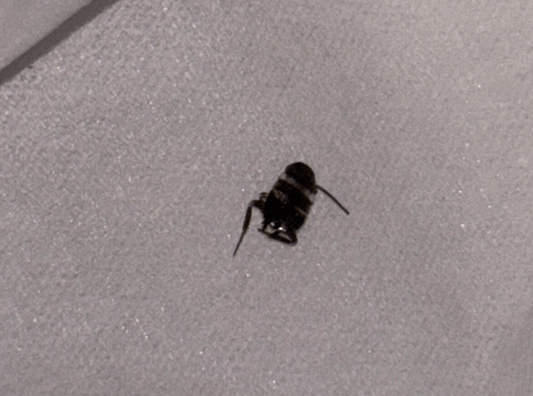 【悲報】ワイ、寝室で謎の幼虫を発見。調べてみるとクロゴキブリの幼虫と判明し無事死亡