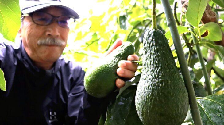 【冬の味覚】ミカン農家、温暖化でアボカドへ活路…３０年後にミカン産地６割が消滅の可能性