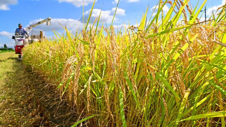 【コメ】「ひとめぼれ」取引価格が急落 ピークから4割下がる 業者の間でコメ余りの見方が大勢に