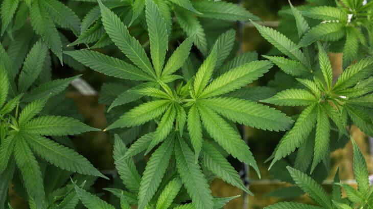 トランプおやびん、大麻規制緩和の大統領令に署署名wwwwwwwwww