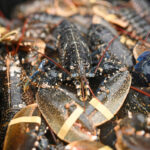 【国際】生きたままゆでるの禁止　ロブスターにも苦痛　英