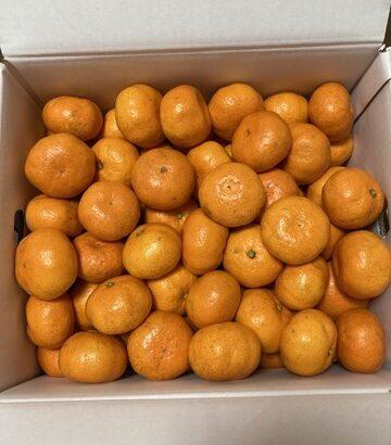 【画像】みかん10kg届いたンゴおおおおおおお