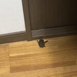 【急募】エアコンから部屋にコウモリ入ってきたんやがｗｗｗｗｗｗｗｗ