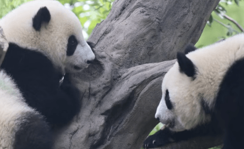 【悲報】上野のパンダ、たった1年間で経済効果308億円。これが高市のせいで０円に