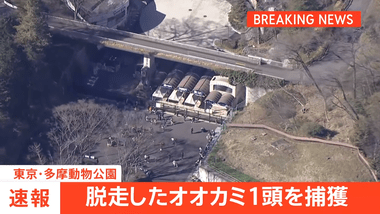 多摩動物公園で脱走のオオカミ､職員が無事捕獲