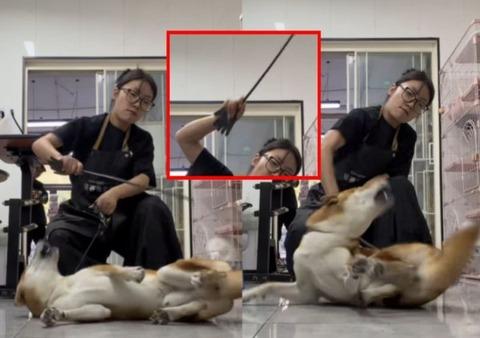 【悲報】中国人、柴犬虐待が大ブームになってしまう