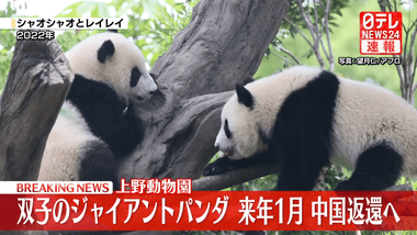 上野動物園の双子パンダ｢シャオシャオ｣と｢レイレイ｣､1月末に中国に返還 国内パンダ0に