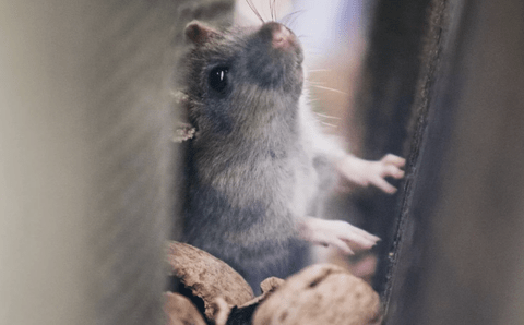 【悲報】ワイの家、クソでかいネズミが出る