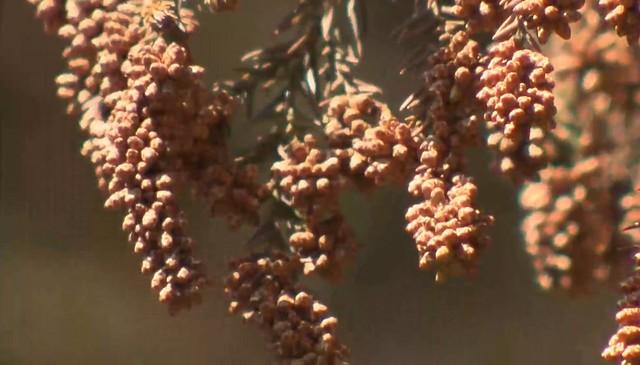 【山梨】スギ花粉 来月12日ごろ飛散開始 飛散量は去年の2.5倍と大幅増の予想