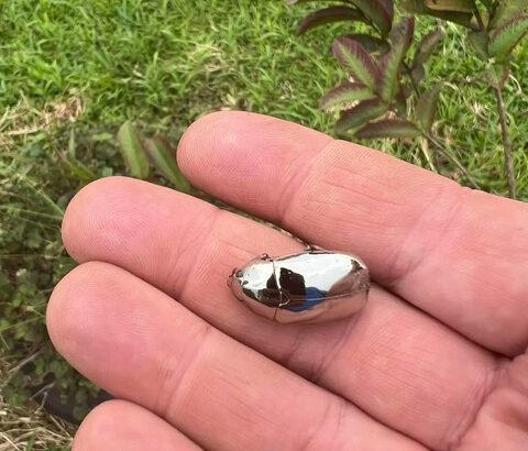 【画像】コスタリカで捕獲されたカナブン、完璧過ぎる