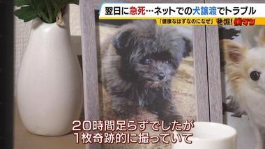 ジモティーで引き取った子犬が翌日死亡 “健康”のはずが重度の肺炎と診断 譲渡女性｢病院ではなく自分で検査した｣