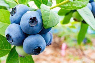 最近冷凍ブルーベリーにハマってるんやが