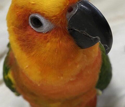 【画像あり】俺が飼っている「18万円のインコ」がコチラｗｗｗｗｗ