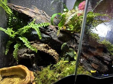 【画像】ホムセンの草でテラリウム作ったから見て