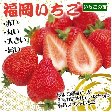 育成者権の期限が切れた高級イチゴ｢博多あまおう(福岡S6号)｣､苗が普通に買えるようになる