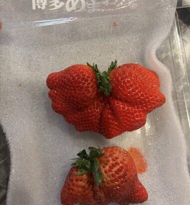 X民｢ふるさと納税で届いた博多あまおう､妖怪みたいなんだけど｡訳アリとかじゃない正規品…あまりにキモくて泣ける｣