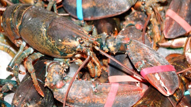 イングランドでロブスターを生きたまま茹でる調理が禁止へ…痛みを感じる“意識ある存在”として認められる