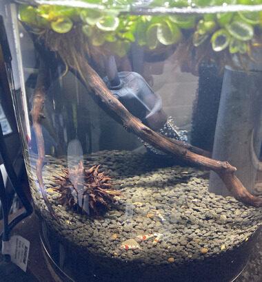 エビ買ってきたから水槽見て😘